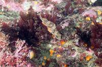Sebastes dallii (Calico Rockfish)