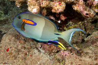 Labroides phthirophagus (Hawaiian Cleaner Wrasse)