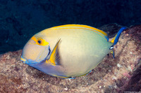 Acanthurus dussumieri (Eyestripe Surgeonfish)