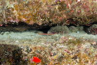 Dunckerocampus baldwini (Redstripe Pipefish)