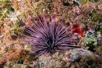 Echinostrephus aciculatus (Needle-Spined Urchin)