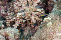 Chromis vanderbilti (Blackfin Chromis)
