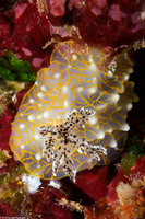Halgerda terramtuentis (Gold Lace Nudibranch)