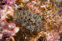 Aseraggodes therese (Therese's Sole)