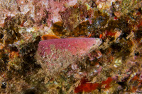 Conus spiceri (Spicer's Cone)