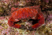 Etisus splendidus (Splendid Red Spooner Crab)