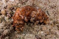 Stichopus sp.2 (Hawaiian Yellow-Tip Sea Cucumber)