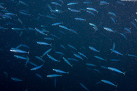 Decapterus macarellus (Mackerel Scad)