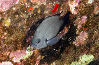 Plectroglyphidodon marginatus (Hawaiian Gregory)