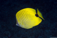 Chaetodon miliaris (Milletseed Butterflyfish)