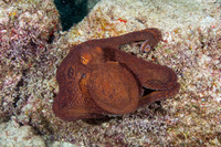 Octopus cyanea (Day Octopus)