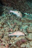 Parupeneus pleruostigma (Sidespot Goatfish)