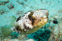 Diodon holocanthus (Longspine Porcupinefish)