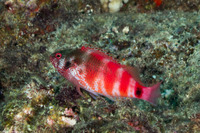 Cirrhitops fasciatus (Redbarred Hawkfish)