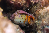 Ciliopagurus strigatus (Cone Shell Hermit Crab)