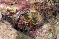 Spondylus violacescens (Cliff Oyster)