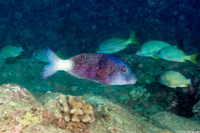 Parupeneus insularis (Island Goatfish)