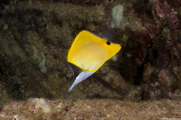 Forcipiger flavissimus (Common Longnose Butterflyfish)