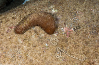 Actinopyga obesa (Plump Sea Cucumber)