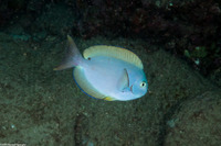 Acanthurus thompsoni (Whitetail Surgeonfish)