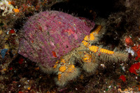 Aniculus maximus (Hairy Yellow Hermit Crab)