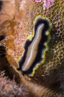 Pseudoceros paralaticlavus (Gold Rim Flatworm)