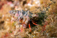 Calcinus laurentae (Laurent's Hermit Crab)