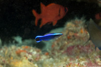 Labroides phthirophagus (Hawaiian Cleaner Wrasse)