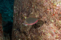 Anampses cuvier (Pearl Wrasse)