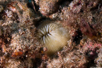 Lobactis scutaria (Oval Mushroom Coral)