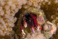 Calcinus hazletti (Hazlett's Hermit Crab)