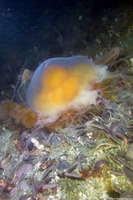 Phacellophora camtschatica (Egg-Yolk Jelly)