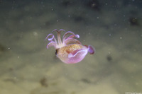 Doryteuthis opalescens (Market Squid)