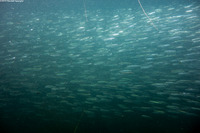 Sardinops sagax (Pacific Sardine)