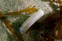 Sipunculus nudus (Naked Peanut Worm)
