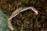 Latulambrus occidentalis (Sandflat Elbow Crab)