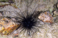 Diadema paucispinum (Long-Spined Urchin)