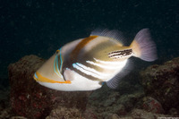 Rhinecanthus aculeatus (Lagoon Triggerfish)