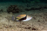 Rhinecanthus rectangulus (Wedgetail Triggerfish)