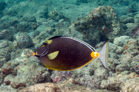 Naso lituratus (Orangespine Unicornfish)