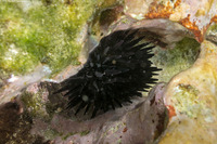 Echinometra oblonga (Oblong Urchin)