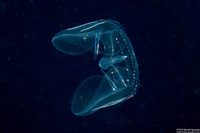 Ocyropsis maculata immaculata (Winged Comb Jelly)