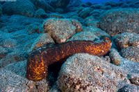 Bohadschia paradoxa (Paradoxical Sea Cucumber)
