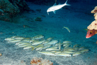 Mulloidichthys vanicolensis (Yellowfin Goatfish)