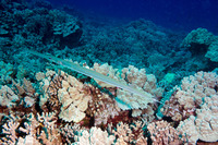 Fistularia commersonii (Bluespotted Cornetfish)