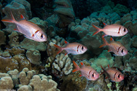 Myripristis kuntee (Pearly Soldierfish)