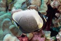 Chaetodon reticulatus (Reticulated Butterflyfish)