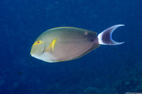 Acanthurus xanthopterus (Yellowfin Surgeonfish)