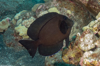 Ctenochaetus hawaiiensis (Black Surgeonfish)