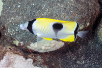 Chaetodon unimaculatus (Teardrop Butterflyfish)